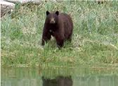 Alaska Bear - Muskeg Excursions